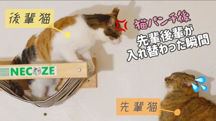 ハンモックに乗ったら強くなる年下の猫｜ハンモックDIY