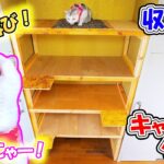 DIYで収納棚をキャットタワーに改造したら願いが叶った猫が歓喜の雄叫びをあげました🐈🎵