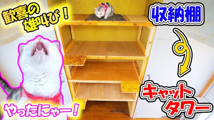 DIYで収納棚をキャットタワーに改造したら願いが叶った猫が歓喜の雄叫びをあげました🐈🎵