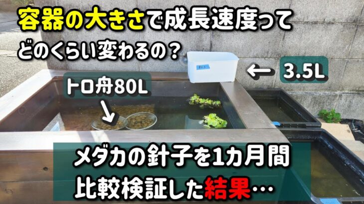 メダカの稚魚が小さな100均容器でトロ舟飼育より大きくなった原因が意外だった