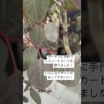 岡山市北区　花嫁DIY 100均DIY エスコートカード#shorts