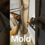kitchen mold removal  #moldremoval #moldinspection #renovation #diy #molddamage