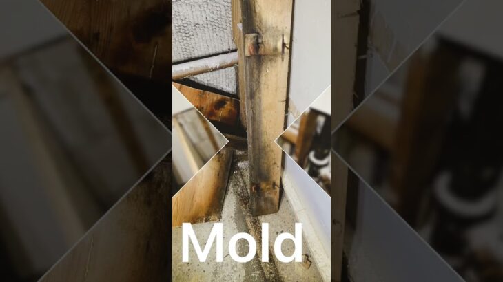 kitchen mold removal  #moldremoval #moldinspection #renovation #diy #molddamage