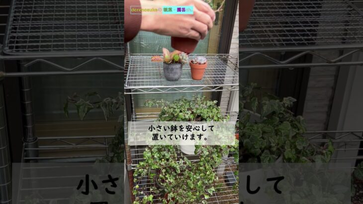 【100均園芸】多肉植物の、小さい植木鉢を置くには…。【ライフハック】