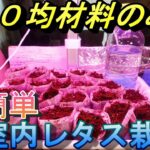 【１００均企画】初心者でも簡単にレタスを育てよう！