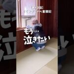 【第43話】古民家DIY暮らし #リノベ  #リノベーション #古民家 #diy #リビング