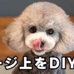 🐾【必見】犬のケージ上をDIYで有効活用してみた