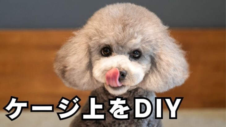 🐾【必見】犬のケージ上をDIYで有効活用してみた