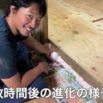 【DIY】リビングキッチンに断熱材と床張り（0円物件・築55年別荘フルリフォーム）