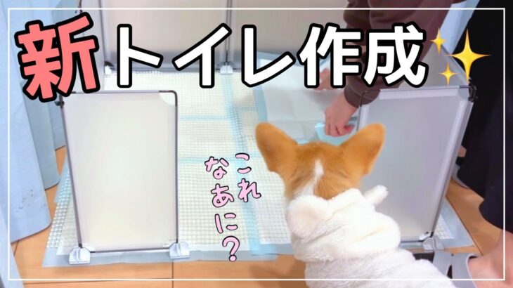 【DIY】愛犬のトイレ作ってみました！