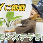 DIY企画第2弾！100均のものでモンステラを作る！