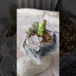 『100均のブーツで可愛い寄せ植え』　多肉寄せ植え　多肉植物 #succulents #ハンドメイド #多肉女子 #suculentas #多肉植物 #diy #suculentos