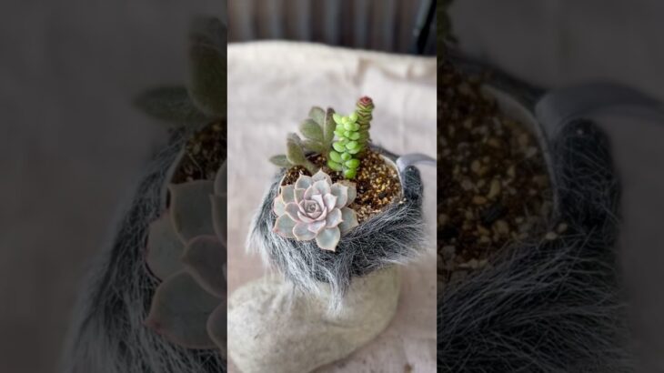 『100均のブーツで可愛い寄せ植え』　多肉寄せ植え　多肉植物 #succulents #ハンドメイド #多肉女子 #suculentas #多肉植物 #diy #suculentos