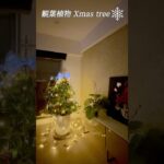 観葉植物クリスマスツリー/100均支柱・ワイヤーに飾るオーナメント/Xmas tree #観葉植物#ガジュマル#DIY