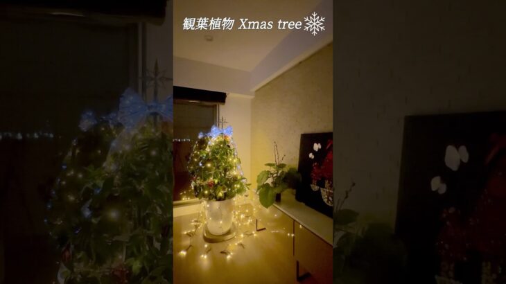 観葉植物クリスマスツリー/100均支柱・ワイヤーに飾るオーナメント/Xmas tree #観葉植物#ガジュマル#DIY