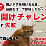 [トカイナカで猫と暮らす] リビングのドアをロデムは１週間で開けれるか？チャレンジ！