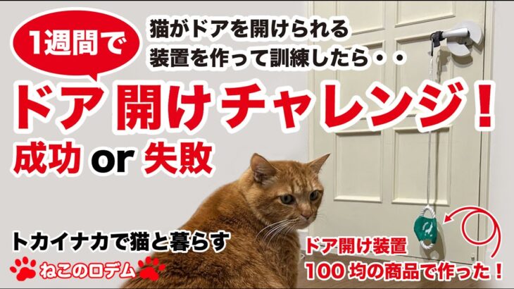 [トカイナカで猫と暮らす] リビングのドアをロデムは１週間で開けれるか？チャレンジ！